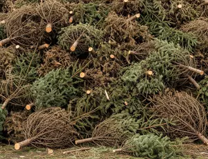 Karácsonyfa gyűjtés 2026