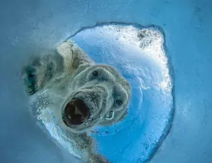 Audun Rikardsen (Norway) - A Seal’s Nightmare