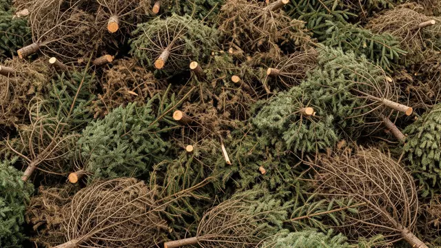 Karácsonyfa gyűjtés 2026