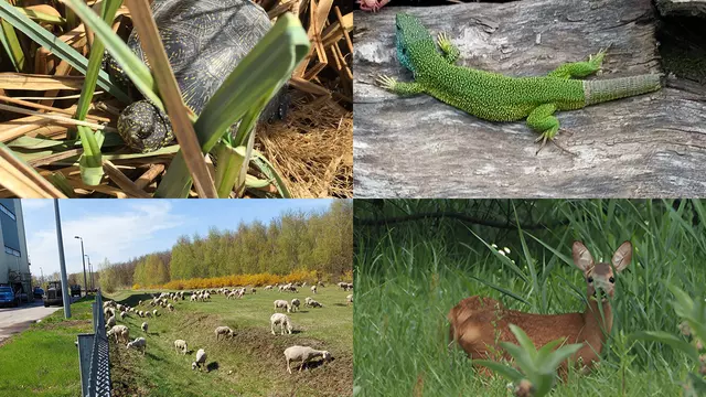 A biológiai sokféleség napja