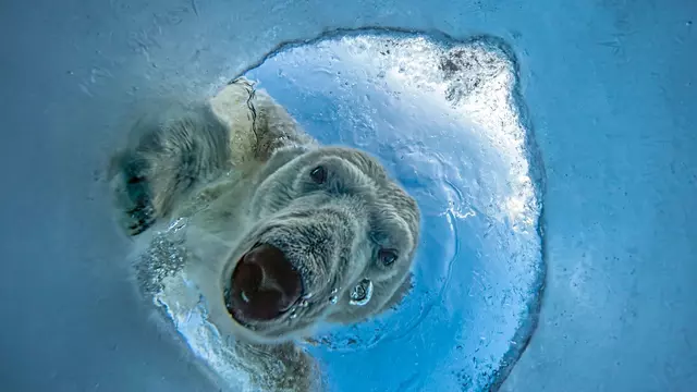 Audun Rikardsen (Norway) - A Seal’s Nightmare