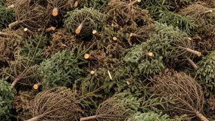 Karácsonyfa gyűjtés 2026