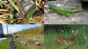 A biológiai sokféleség napja